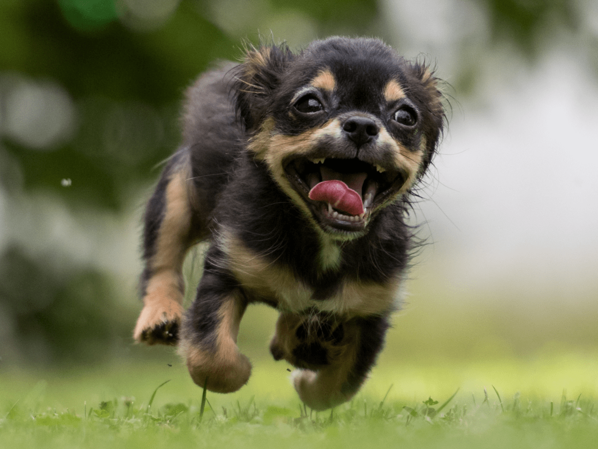 Ethical Travel – Volunteer Flight Companions for Dogs Are Needed&nbsp;Globally