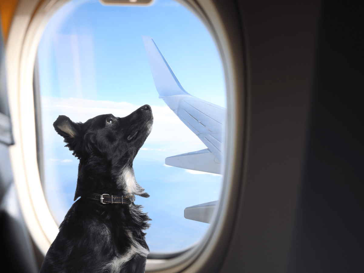 Travelling Abroad? Volunteer to Fly a&nbsp;Dog