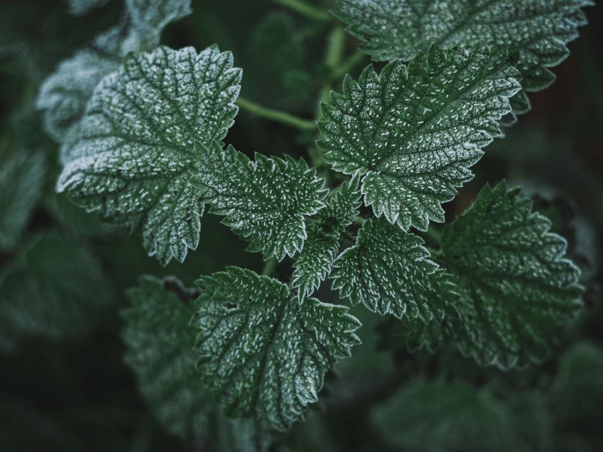 5 Common Garden “Weeds” With Powerful Medicinal&nbsp;Properties