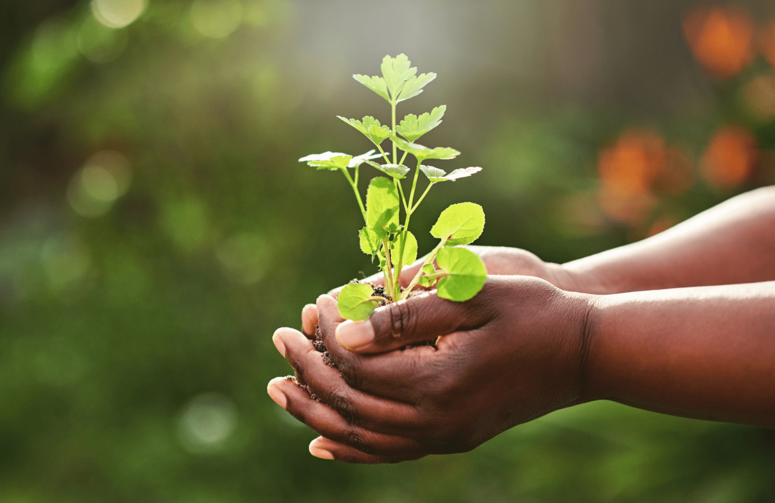 Hands holding a small plant, blurred outdoor greenery in the background.