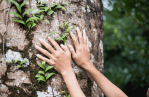 Hands on a mossy tree.