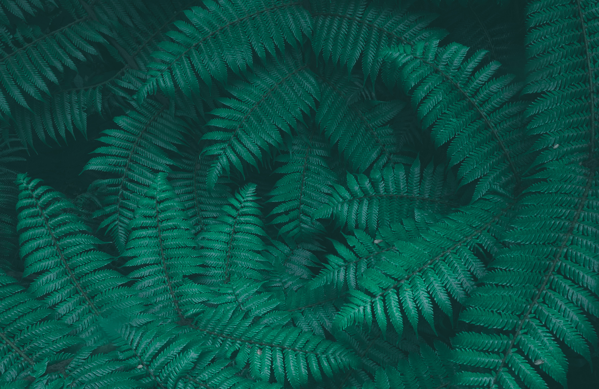 A dense Birds eye view of green leaves.