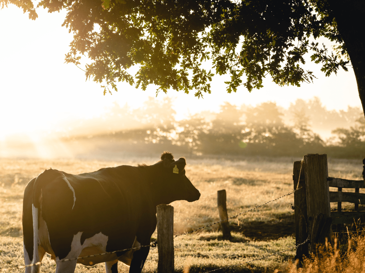 Choosing Meat That’s Better for Animals and the&nbsp;Planet