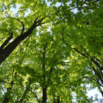 An upward view of trees that are abundant in green leaves. Sky peeking through.