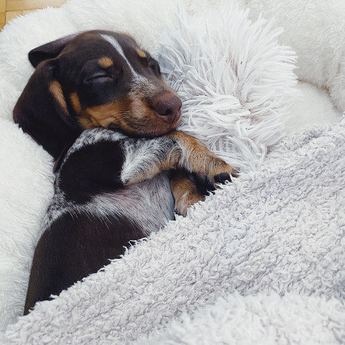 Spotted beagle dog sleeping, tucked into a fluffy grey bed.