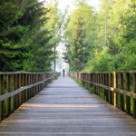 Wooden walkway in a green forest, someone running in the background.