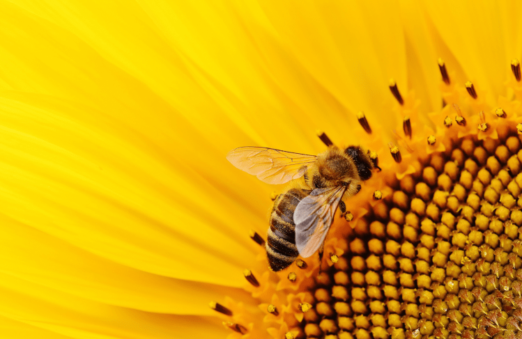 Bee in sunflower.