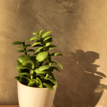 small succulent plant in white pot