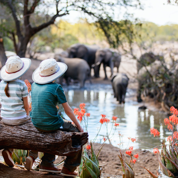 Two people observing elephants while at an elephant sanctuary.