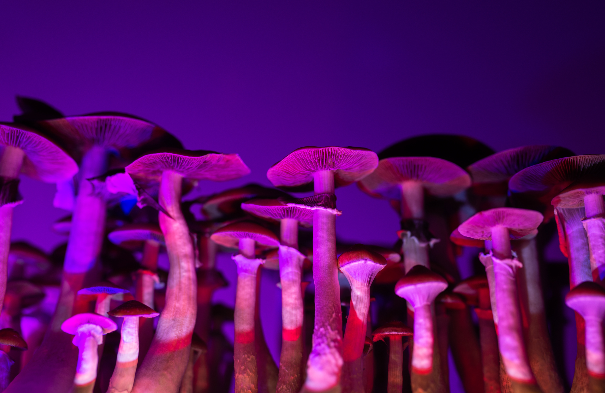 An under-view of large medicinal mushrooms.