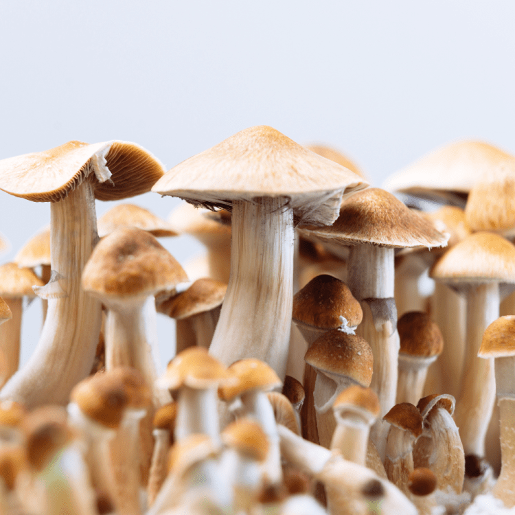 A bundle of tens of medicinal mushrooms.