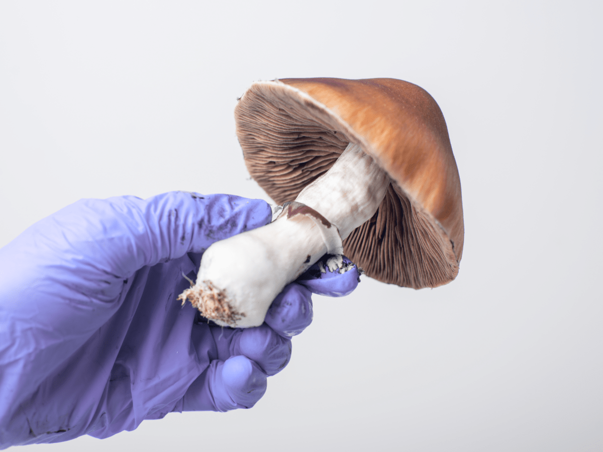 Psychedelics Could Be the Future of Medicine&nbsp;🍄