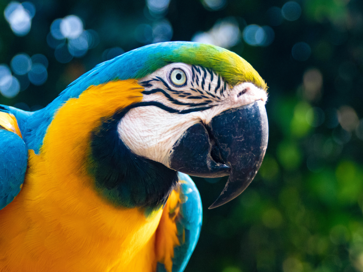 Travel & Ethical Animal Activities – What To Do & What To&nbsp;Avoid