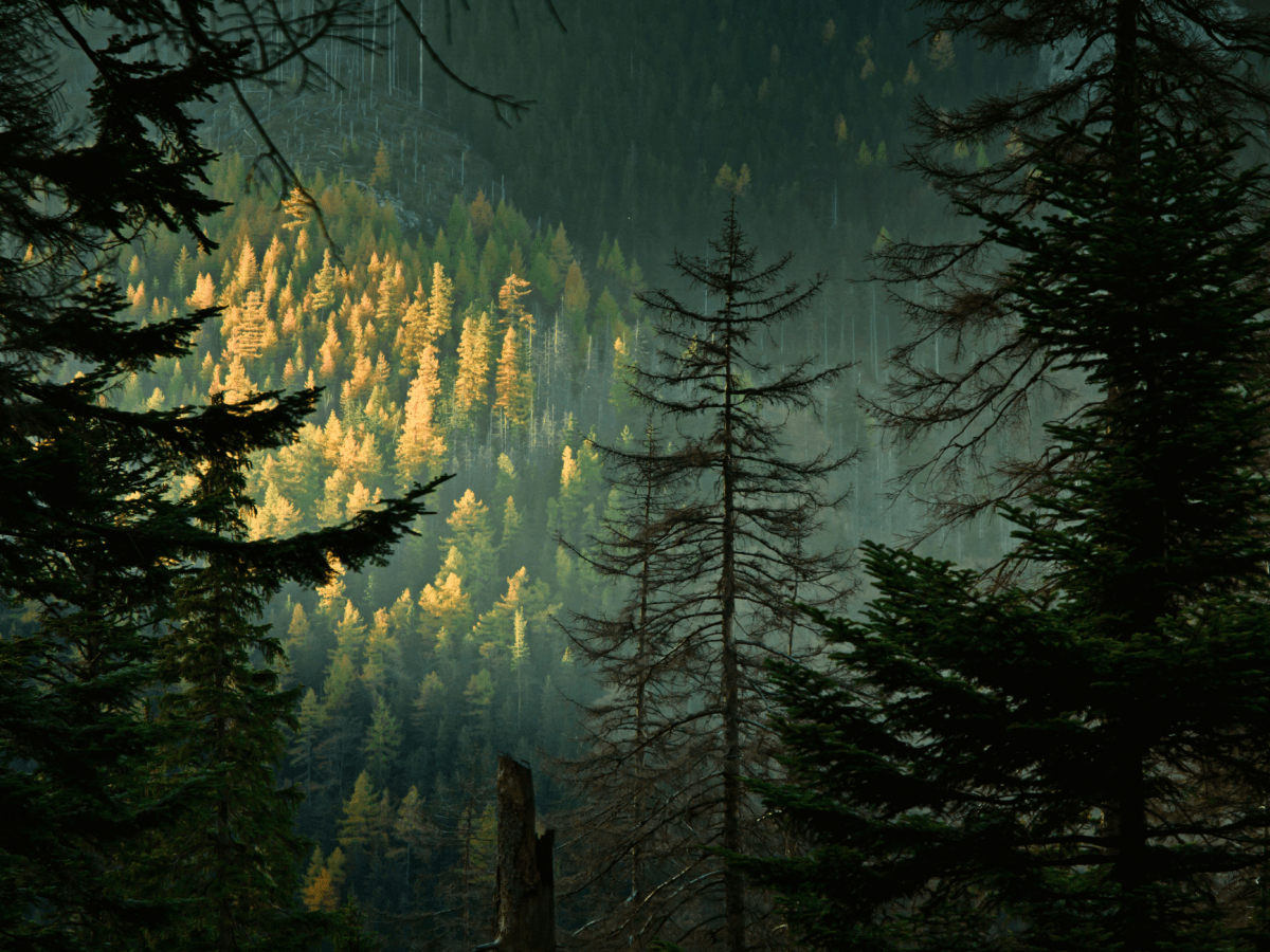 Doctors Are Now Prescribing Time in&nbsp;Nature