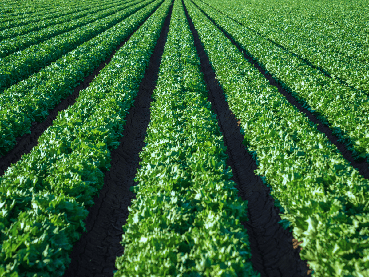 Did You Know That Pesticides Are Chemicals Used In War, Rebranded for&nbsp;Farming?